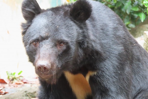 命をかけて我が家をクマから守ったのに、マッマが「家は無人でした」とマスメディアに発表してしまった