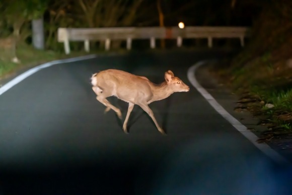 バイクで夜に山を走るヤツ凄いわ