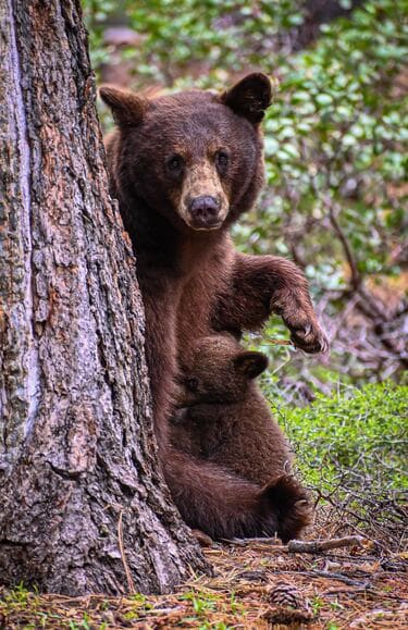馬鹿「山でクマに会ったら終わり」 ワイ「木に登ればええやん」