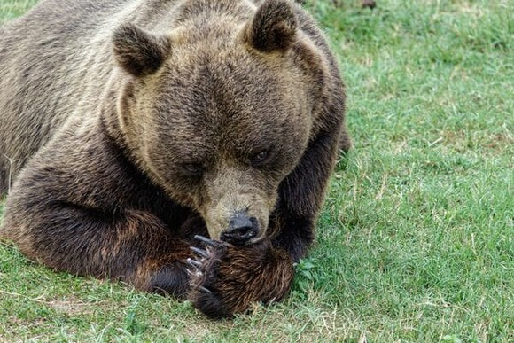 【動画】野犬に襲われたクマさん、反撃もできずに逃走