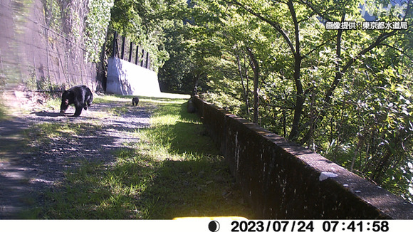 東京都内でもクマの目撃情報相次ぐ…鈴を鳴らすなど対策呼び掛け