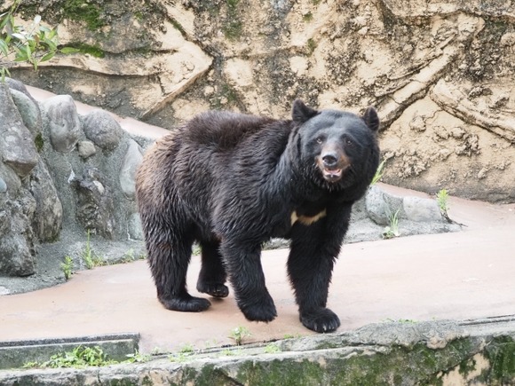 【福島】路線バスとクマ衝突…人にけがなし、クマは死ぬ