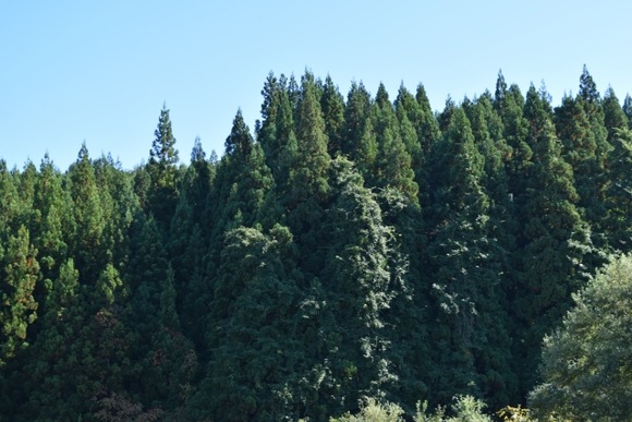 日本政府「30年でスギ花粉を半減させてやりますよ」