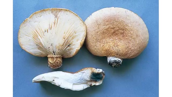 【悲報】自宅に生えていた「ツキヨタケ」を食べて食中毒に ((((；ﾟДﾟ))))
