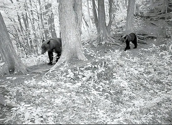 【北海道】札幌市内の山でヒグマ「ナンバー１８」捕獲か…市街地への出没繰り返し「市内で最も警戒すべき個体」