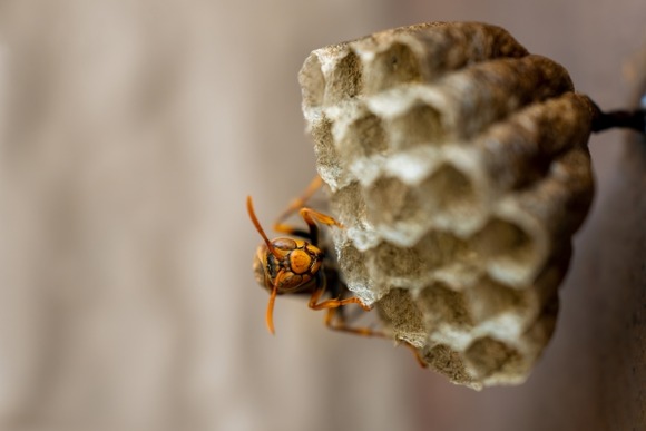 【画像】庭のすみに蜂の巣作られてるんだけど・・・