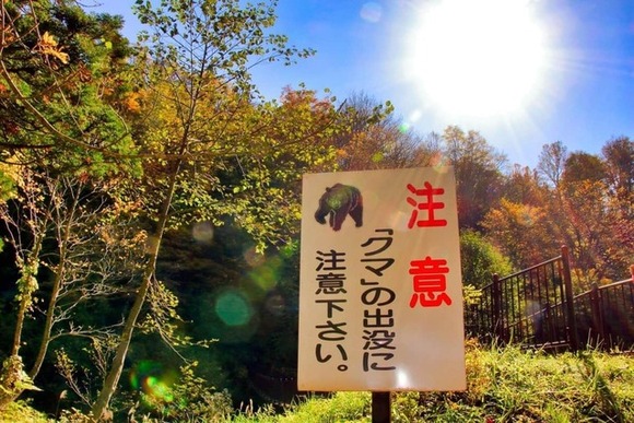 クマ殺処分めぐり「分断を煽るな」の声が... 秋田県議の対応に支持多数「想像力を働かせろください」