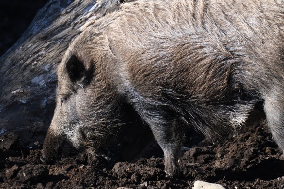 謎の武器でイノシシを討伐した猛者が現れるｗｗｗｗｗｗｗｗｗｗｗｗｗ