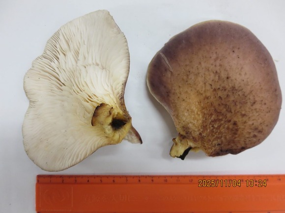 【静岡】シイタケと間違え　毒キノコ「ツキヨタケ」食べた1～71歳の11人が食中毒　親族の集まりで長崎ちゃんぽんの食材に