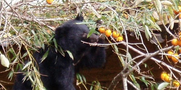 「クマが来るから柿の木を切って」近所からの要望、無視して被害があったら賠償請求される？