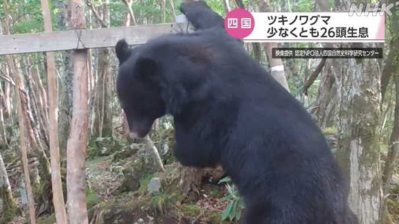 絶滅したとされる四国のツキノワグマについて、少なくとも26頭が生息しているとの調査結果を発表