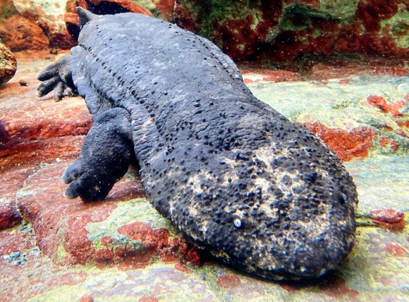 【悲報】外来種のオオサンショウウオさん、7月から特定外来生物に