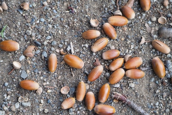【環境破壊】富士山にあるはずない大量のどんぐりが撒かれ物議