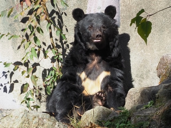 【画像】新潟のクマ出没マップが大変なことに・・・