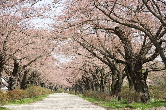 北上市立公園展勝地