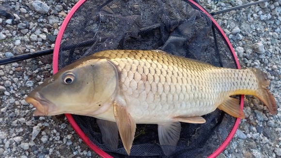 【鯉報】コイ、めっちゃ川にいるのにあんまり食われない