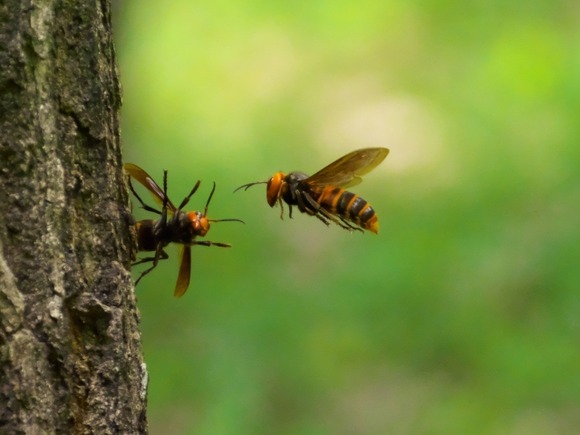 虫界の嫌われ者ベスト3「ゴキブリ」と「ハチ」は確定としてあと1匹は何だろう？????