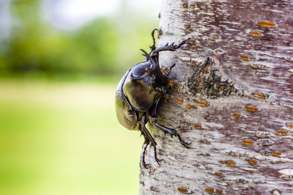 【朗報】カブトムシのタンパク質、牛、豚、鶏の3倍以上ｗｗｗｗｗｗｗｗｗｗｗｗ