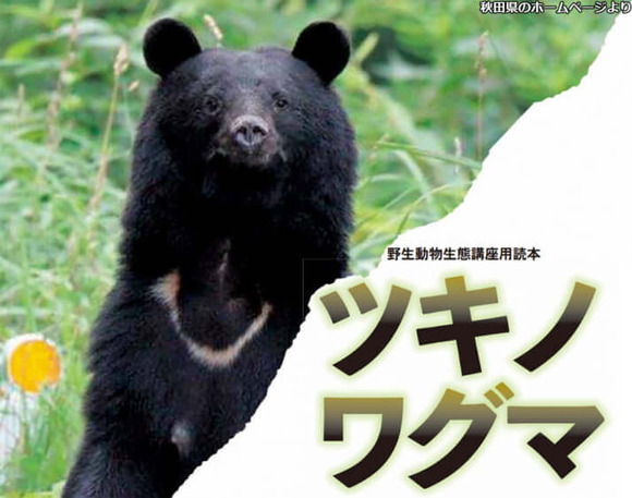 「クマ好きは秋田に住んで」殺すなと訴える人は野生の熊と同じで話通じない