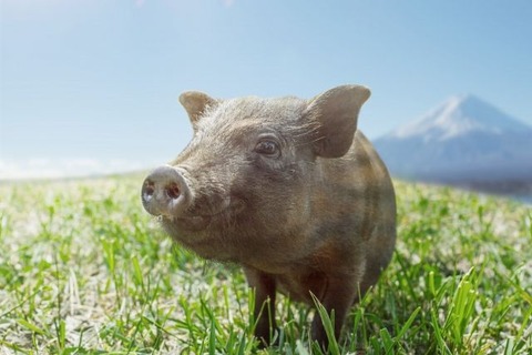 【ジビエ】イノシシの「牡丹鍋」 実は食べやすくて栄養豊富！ シカの「もみじ鍋」も美味しい : 登山ちゃんねる