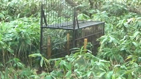 クマ出没で罠設置　愛誤「ギャオオオオン！」