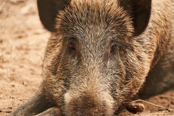 イノシシに会ってみたいんだが