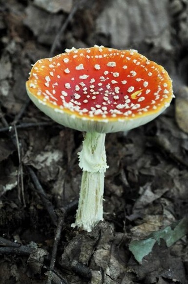 山で採ってきた山菜やキノコを確認もせずに食べるって度胸があると思うよな？