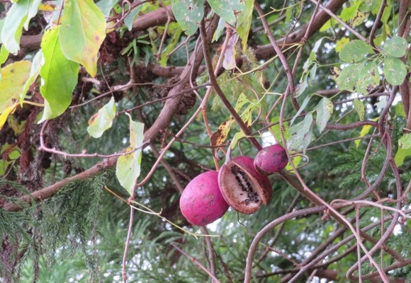 山でアケビやタマゴタケを採って食ったらダメ？