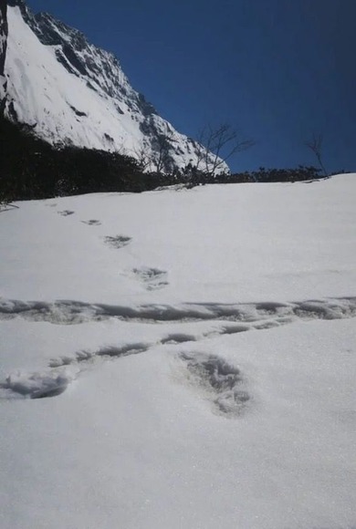 雪の上の足跡