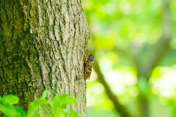 【画像】玄関でセミが羽化してた