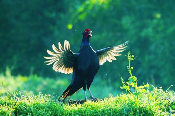 【画像】畑行ったらなんかいてワロタｗｗｗｗｗｗｗｗｗ