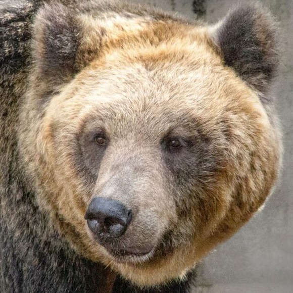 人食いヒグマの口にぶら下がった人間の・・・