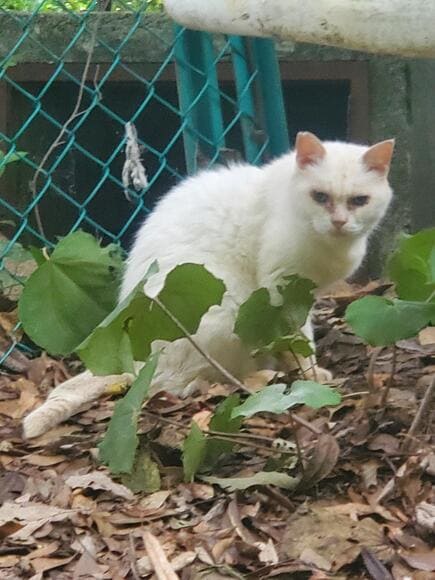 【画像】山登ったら猫がいた