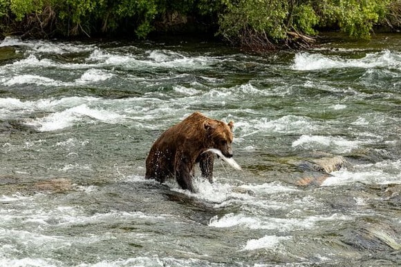 【動画】クマさん、鮭食べ放題ｗｗｗｗｗｗｗｗｗｗｗｗ