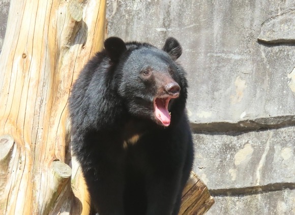 秋田県知事「クマ駆除の抗議電話はすぐ切ります ガチャン」