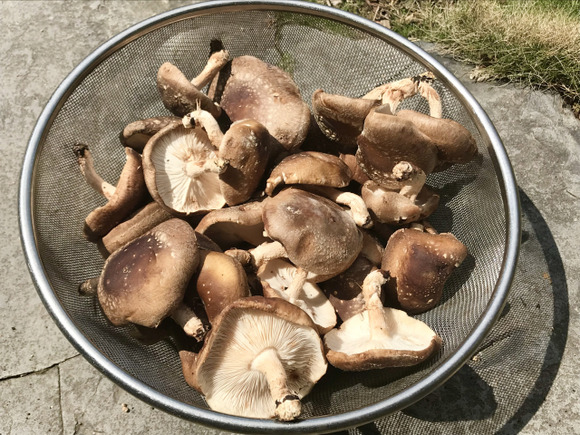 山でキノコを採ってきたこの俺だが、正直キノコはシイタケが一番美味しいと思う