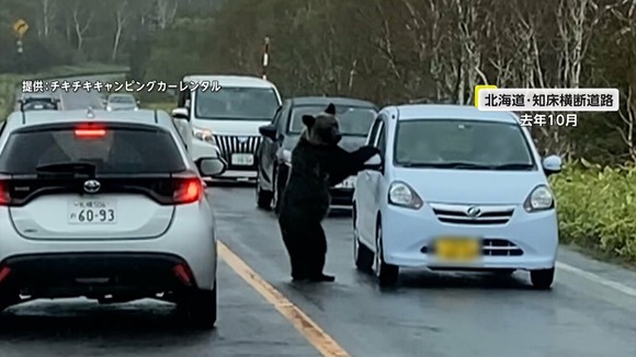 【動画】「わー来た来た来た」恐怖！巨体ヒグマが車を襲撃！