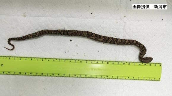 img_a837892c6e9c8844713e519cbb447476150519