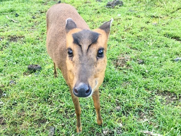 千葉で大繁殖のキョンに「食べればいい」の声　ジビエでも大人気…「作っても作っても、すぐに売れてしまう」