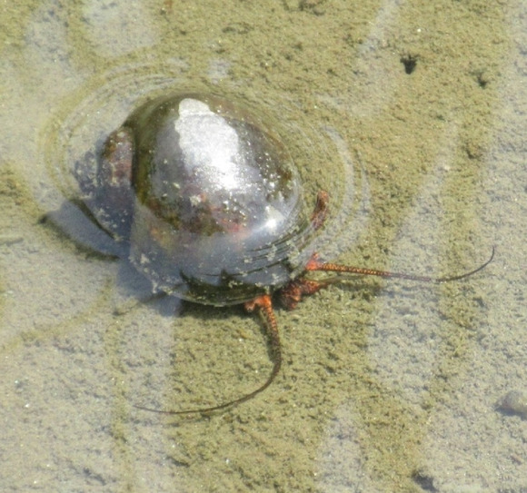 ジャンボタニシ農法…農水省が明かす「規制しない理由」