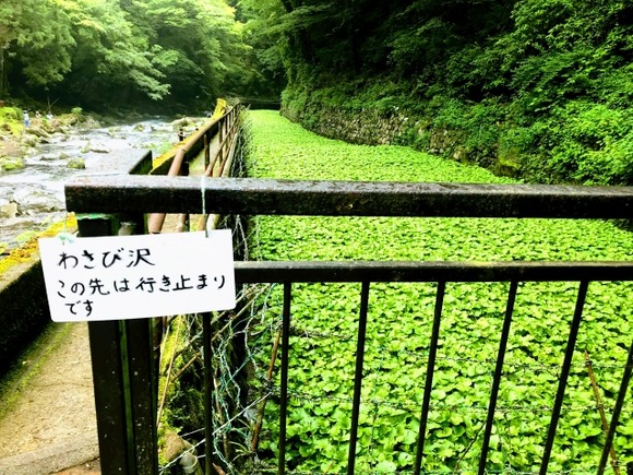 今日はわさびについて教えます