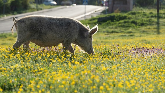 ワイ「イノシシ撃って食べたいなぁ…」警察「ダメです」