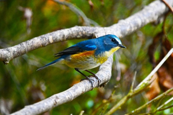 野鳥撮ってたら横のじじいに機材マウント取られたんだが...