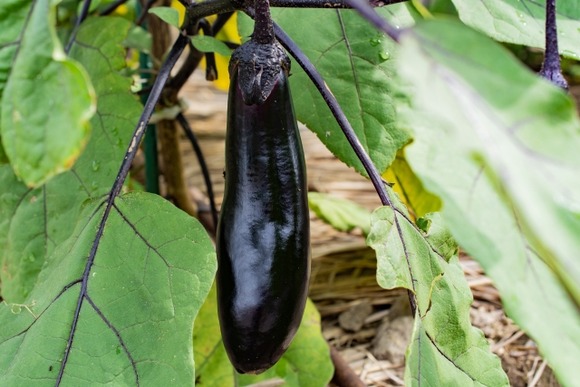 【画像】農家の休日(雨)ｗｗｗｗｗｗｗｗｗ