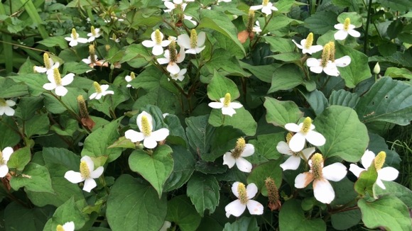 土の中で地下茎が繋がる植物は庭に植えるな