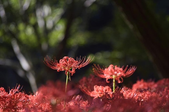 【画像】いい天気だから曼珠沙華見に行ったった