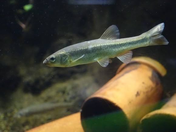 【画像】川で魚捕まえたんだけどコイツの名前分かる？