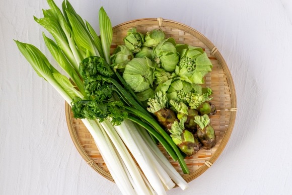 貴様らの好きな山菜を教えろ