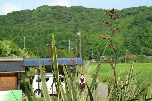 ニューサイラン (1)