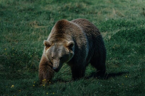 【夕張市】特産物などが販売される施設付近でヒグマ目撃「クマのようなものが横切った」ドライバーが通報  民家まで約100メートル